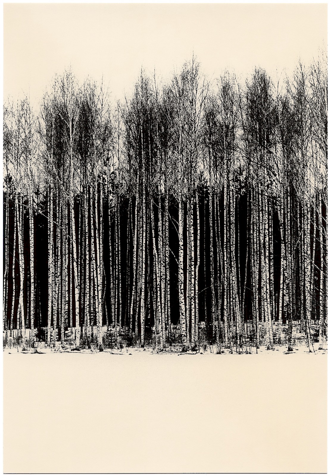 Untitled (birch trees),  by Mikael Siirilä